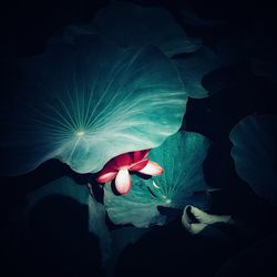 Close-up of lotus water lily