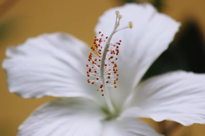 Close-up of insect on flower