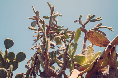 Low angle view of plants