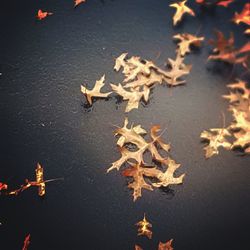 High angle view of maple leaves during autumn