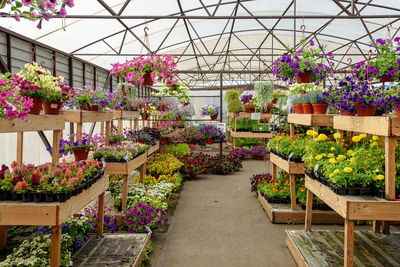 Potted plants in greenhouse