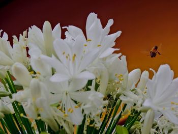 Close-up of white flowers