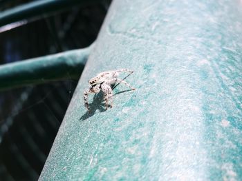 High angle view of spider on metal railing