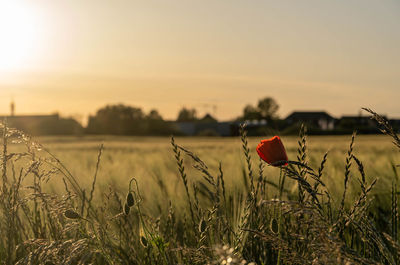 Red flowers on land against sky