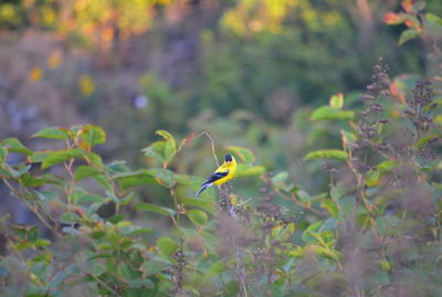 Bird perching on plant