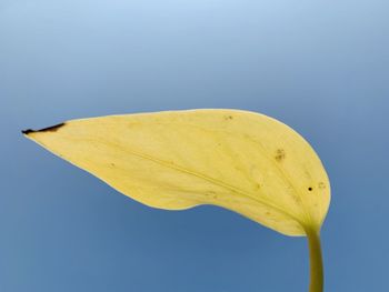 Close-up of yellow flower against clear sky