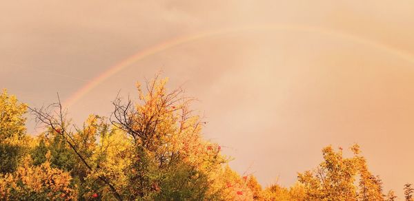 Low angle view of trees against rainbow in sky