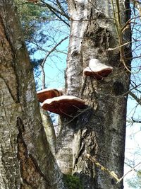 Low angle view of mushrooms on tree trunk