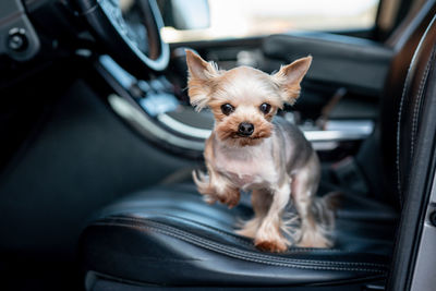 Little cute dog is sitting in the car. mini yorkshire terrier. traveling by car with a pet. 