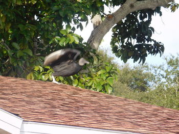 Bird perching on tree trunk