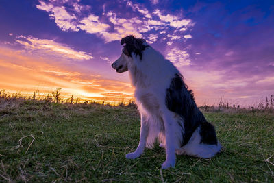Dog standing on field against sky during sunset