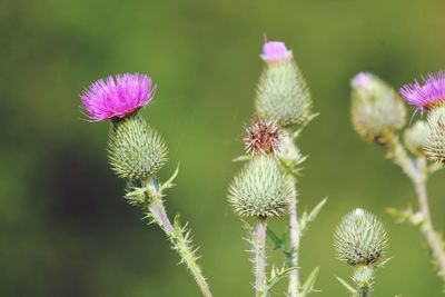 Close-up of thistle flowers