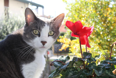 Close-up of cat on flower