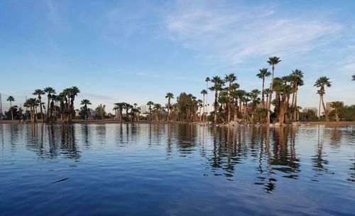 Reflection of palm trees in swimming pool