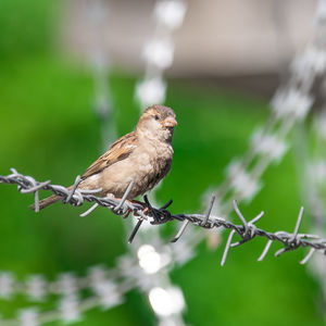 Bird perching on a barbed wire