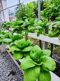 High angle view of potted plants in greenhouse