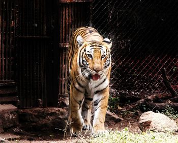 Cat in a zoo