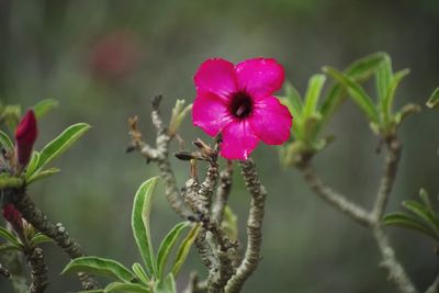 Close-up of pink flowering plant