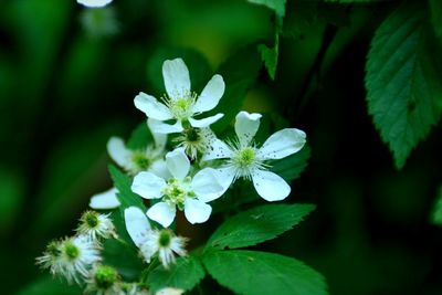 Close-up of white flowers blooming outdoors