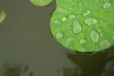 Close-up of water drops on leaves