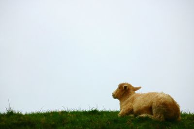 Sheep on field against sky