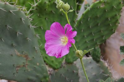 Close-up of pink flowers