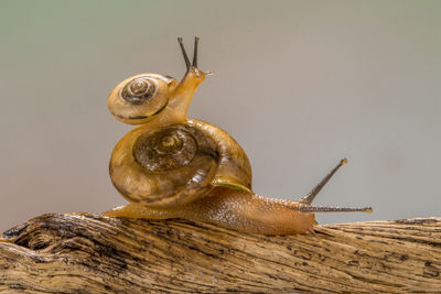 Close-up of snail
