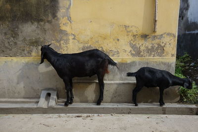 Horse in pen