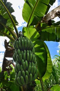 View of banana tree against sky