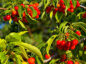 Close-up of red berries growing on plant