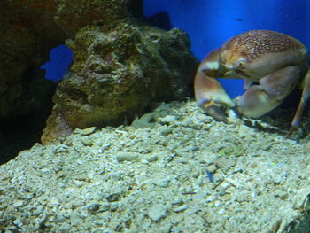 Close-up of turtle swimming in aquarium