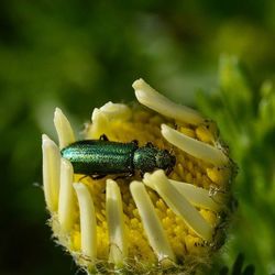 Close-up of yellow flower