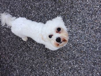 High angle portrait of dog