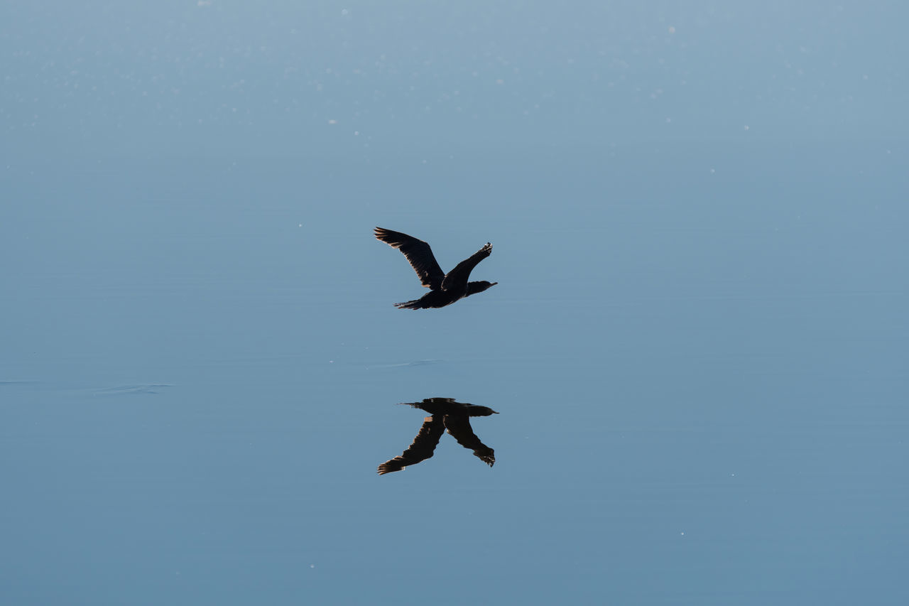 LOW ANGLE VIEW OF BIRDS FLYING IN SKY