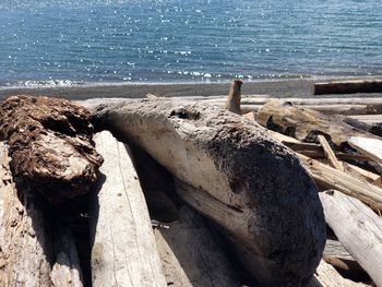 Driftwood on beach