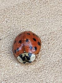 ladybug