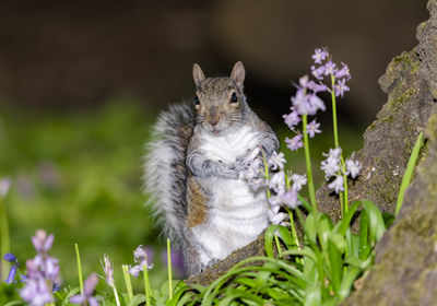 Close-up of squirrel on flower