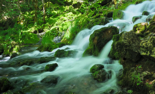 Scenic view of waterfall in forest