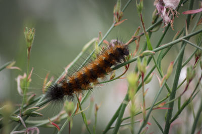 Close-up of insect on plant