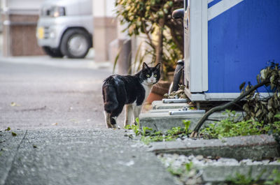 Rear view of stray cat walking on footpath in city