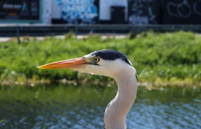 Close-up of a bird