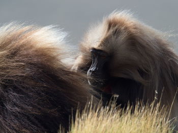 Closeup portrait of gelada monkey theropithecus gelada grooming semien mountains, ethiopia.