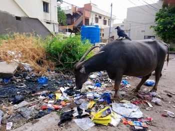 Garbage amidst buildings in city