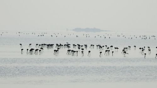 Flock of birds in the water