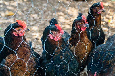 Close-up of rooster in cage