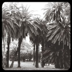 Palm trees against sky