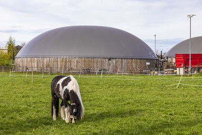 Germany, baden-wurttemberg, fellbach, horse grazing in paddock with biogas plants in background
