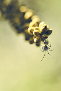 Close-up of insect on plant