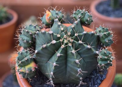 High angle view of cactus growing on potted plant