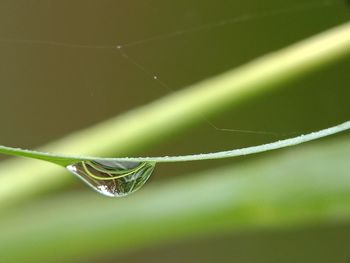 Close-up of raindrops on leaf